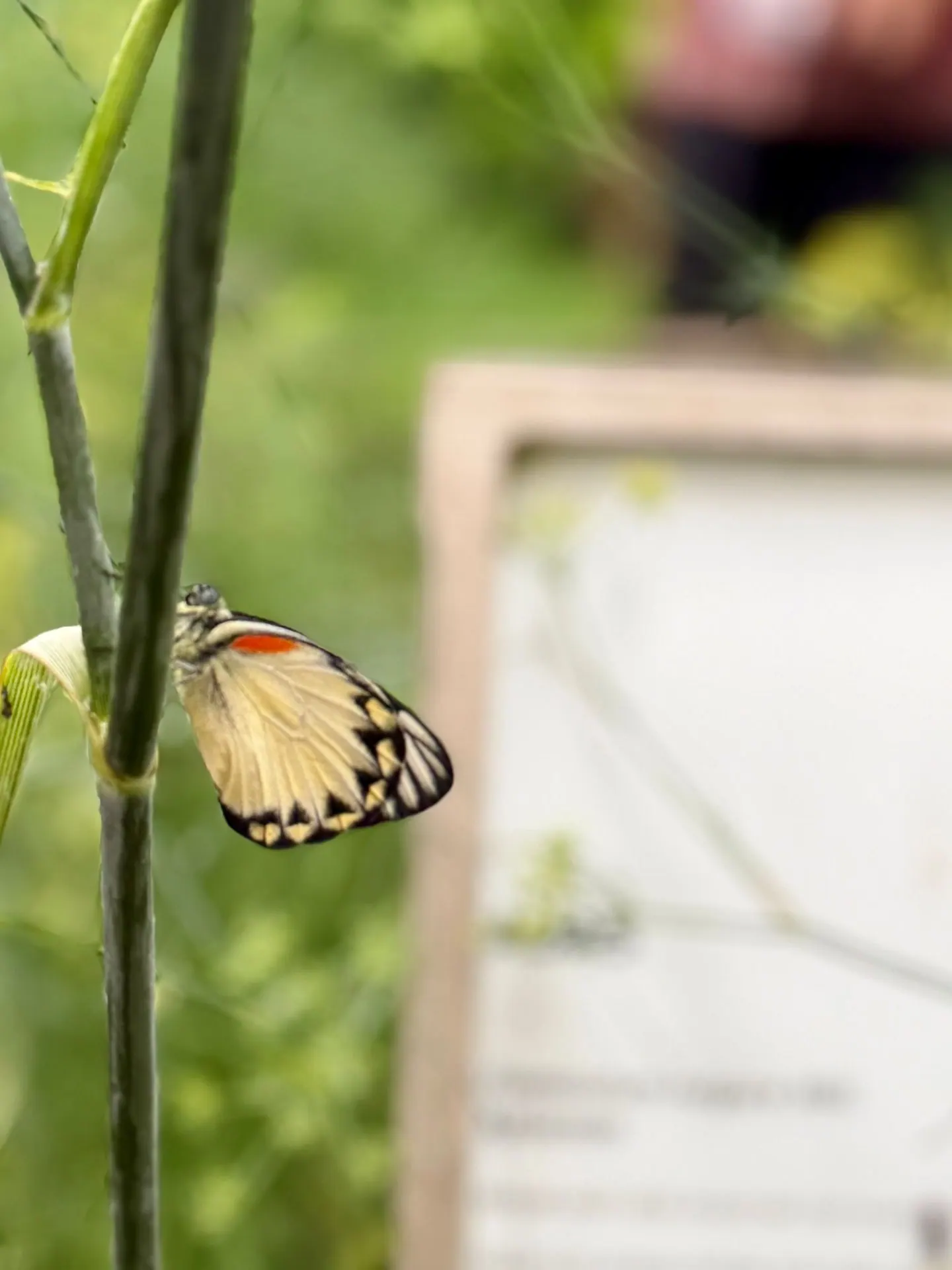 Butterfly at Rumah Atsiri