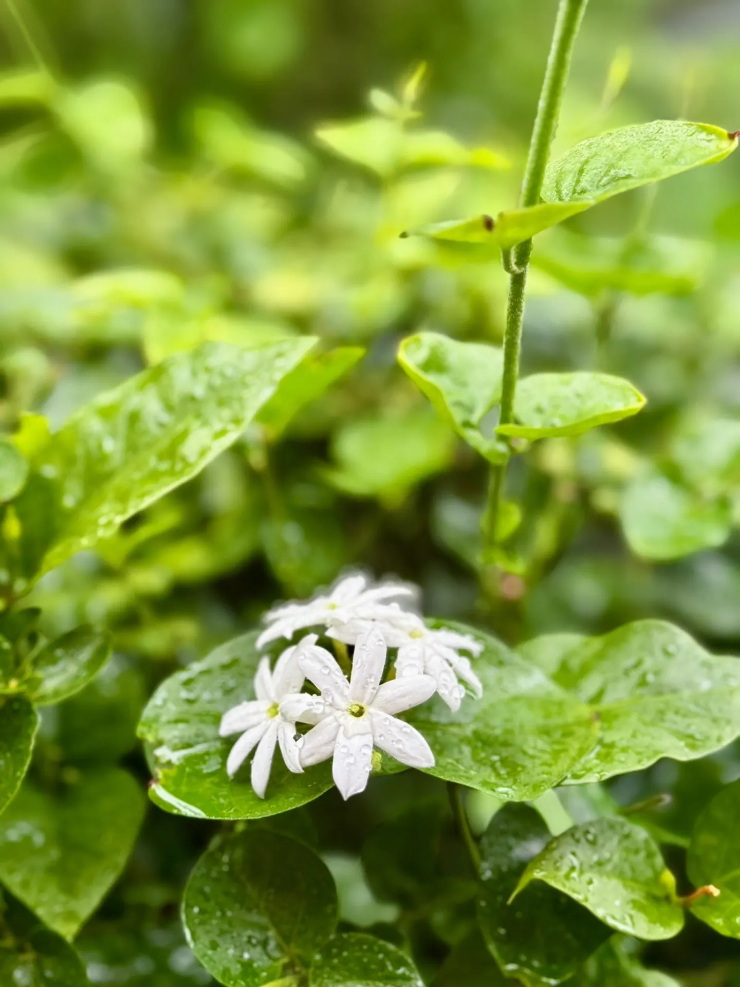 Jasmine flowers
