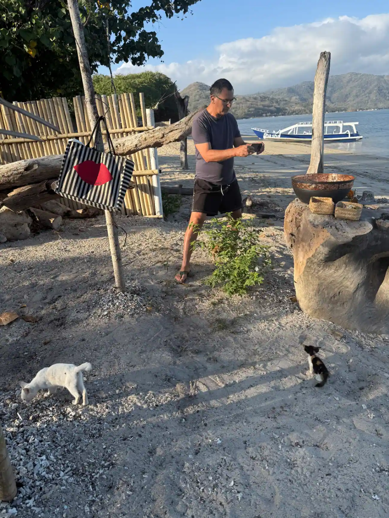 Behind the scenes on the beach with local cats
