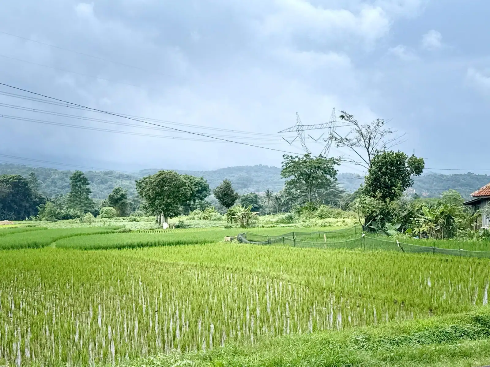 Rice fields in Java with misty hills in the background