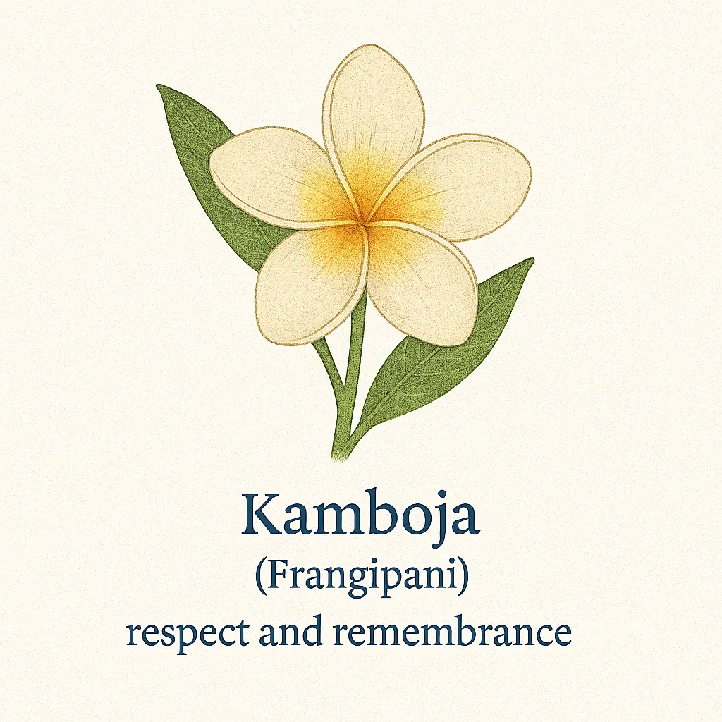 Kamboja (Frangipani) botanical illustration